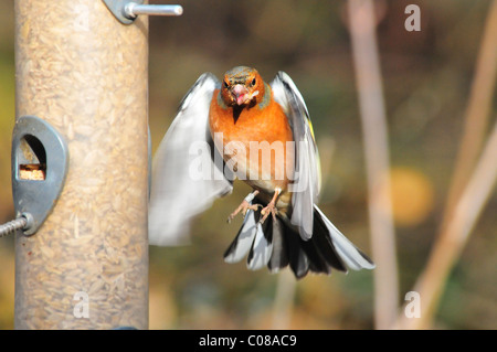 Buchfink im Flug Stockfoto