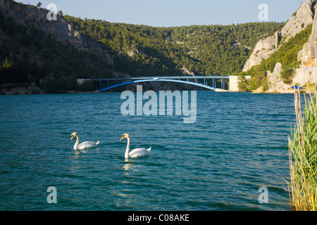 Schwäne auf dem Fluss Krka, Kroatien Stockfoto