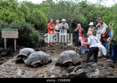 Touristen und Schildkröten Darwin Stiftung Puerto Ayora Santa Cruz Insel Galapagos Inseln Ecuador Stockfoto