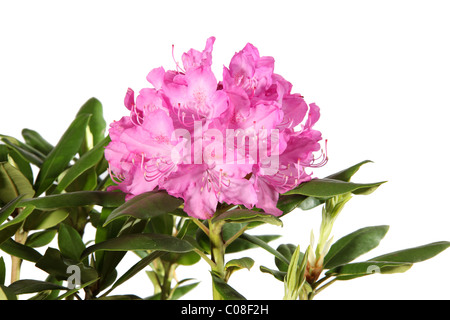 Rhododendron-Blüten isoliert auf weißem Hintergrund Stockfoto