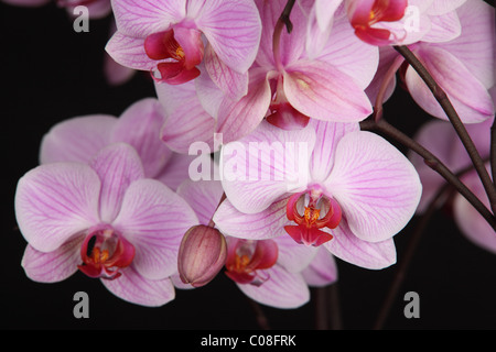 Orchidee auf dem schwarzen Hintergrund isoliert Stockfoto