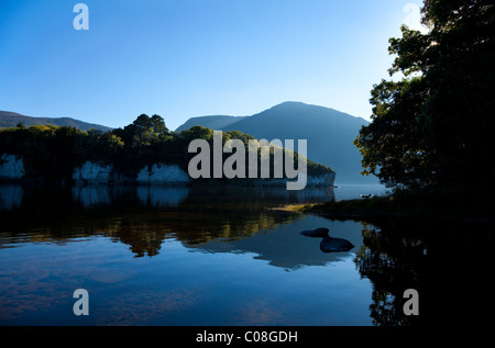 Kalkstein-Felsen am Muckross Lake, Killarney Nationalpark, County Kerry, Irland Stockfoto