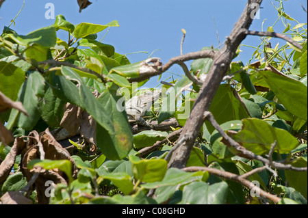 Iguana sitzen in der Mitte von einem Baum Stockfoto
