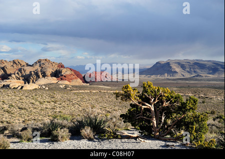 Höchster Punkt übersehen, Red Rock Canyon, Las Vegas, Nv 110130 39325 Stockfoto