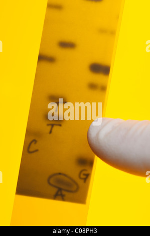 DNA-Sequenzierung. Wissenschaftler verweist auf Bänder, Nukleotidbasen (A, C, T, G) im Röntgenbild eines Gels darstellt.  Sanger Methode. Stockfoto