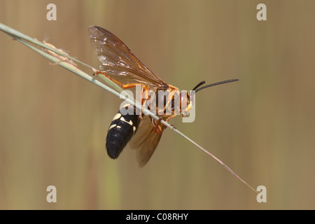 Eine östliche Cicada Killer Wasp (Sphecius Speciosus) sitzt auf einem Grashalm. Stockfoto