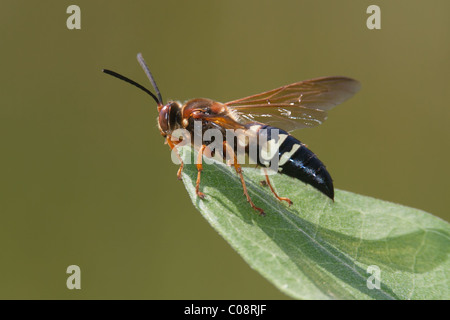 Eine östliche Cicada Killer Wasp (Sphecius Speciosus) sitzt auf der Spitze eines Blattes. Stockfoto