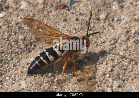 Eine östliche Cicada Killer Wasp (Sphecius Speciosus) hockt auf dem Boden. Stockfoto