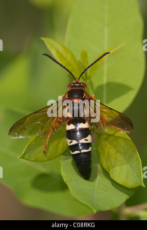 Eine östliche Cicada Killer Wasp (Sphecius Speciosus) hockt auf einem Blatt. Stockfoto