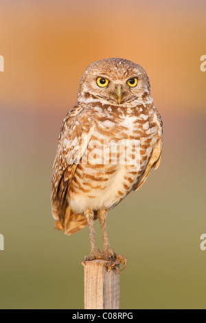 Kanincheneule (Athene Cunicularia) stehend auf einem T-Barsch in Cape Coral, Florida Stockfoto