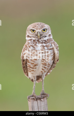 Grabende Eule (Athene cunicularia) Stehen auf einem T-Stange Stockfoto