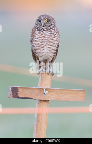 Grabende Eule (Athene cunicularia) Stehen auf einem T-Stange Stockfoto