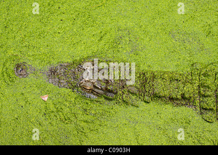 Nil-Krokodil, getarnt durch schwimmende Wasserlinsen. Familie: Crocodylidae, Gattung: Crocodylus, Arten: C. Niloticus. Südafrika. Stockfoto