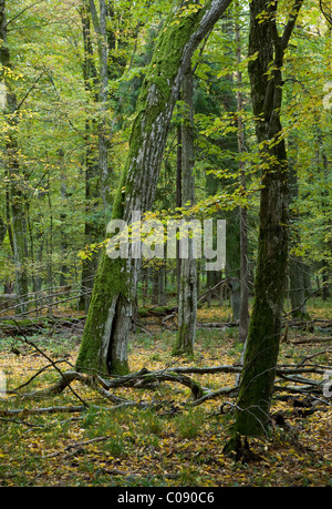 Herbstliche Landschaft von Laubbäumen stehen Bialowieza Landschaftsschutzgebiet mit zwei alte Hainbuche und abgebrochene Äste liegen Stockfoto