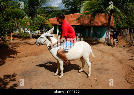 Kleinbäuerliche Reiten ein Maultier, Beschäftigungsinitiative für Alkoholiker, Crato, Bundesstaat Pernambuco, Brasilien, Südamerika Stockfoto