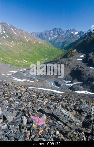 Ein kleines Stück Moos Campion bringt Farbe ins eine Steinlawine im Crow Pass, Chugach Mountains, Chugach State Park, Alaska Stockfoto