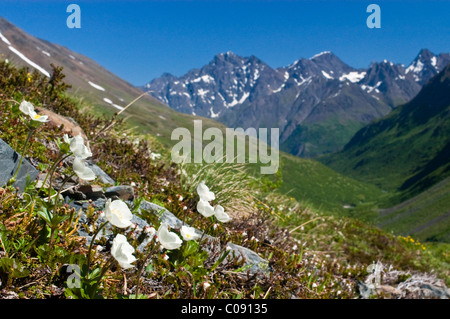 Ein Cluster von Mountain Avens schmücken einen Hang im Crow Pass, Chugach Mountains, Chugach State Park, Yunan Alaska Stockfoto