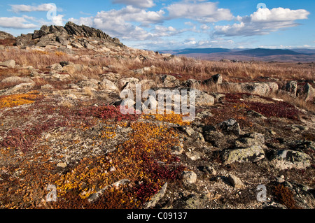 Herbstfarben von Tundra auf die felsige Landschaft am Finger Mountain entlang der Dalton Highway, innen Alaska, Herbst Stockfoto