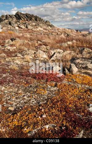 Herbstfarben von Tundra auf die felsige Landschaft am Finger Mountain entlang der Dalton Highway, innen Alaska, Herbst Stockfoto