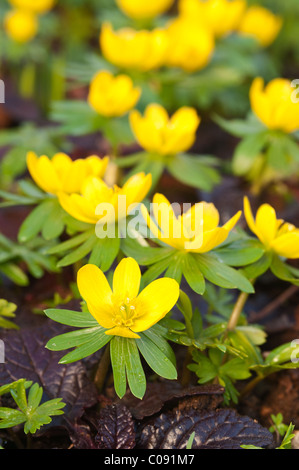 Erste Frühlingsblumen. Winter-Aconitum Wolfs Bane Wolfesbane Eranthis hyemalis Stockfoto