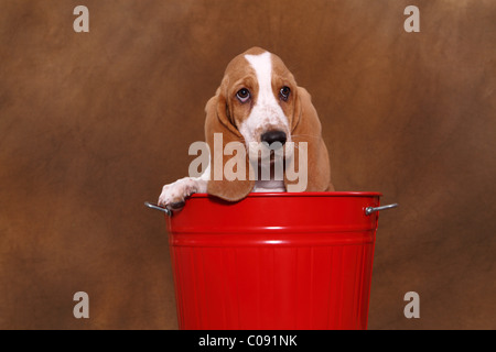 Basset Hound Welpen Stockfoto