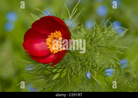 Farn Blatt Pfingstrose (Paeonia Tenuifolia) Stockfoto