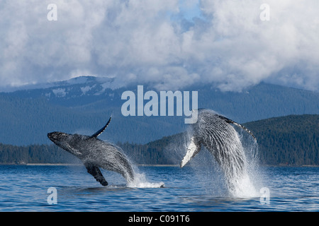 Zwei Buckelwale Verletzung aus den Wassern des Lynn Canal, Inside Passage, südöstlichen Alaska, Sommer. Komposit Stockfoto