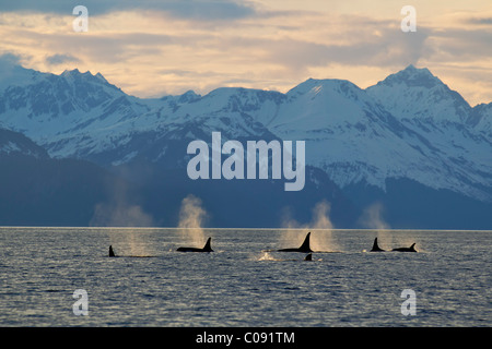 Eine Gruppe von Orca Oberfläche in Lynn Canal mit den Chilkat-Bergen im Hintergrund, Inside Passage, südöstlichen Alaska. Komposit Stockfoto