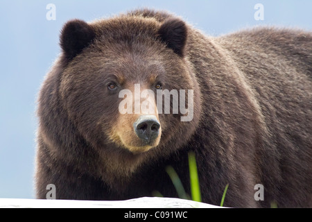 Braunbären auf Futtersuche auf Segge und Strandhafer in einer Flussmündung auf Pack Creek, Admiralty Island, Alaska, Tongass National Forest zu säen Stockfoto