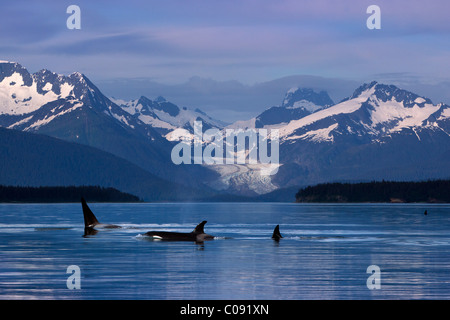 Orcas Oberfläche in den ruhigen Gewässern des Lynn Canal mit Herbert Glacier im Hintergrund, Inside Passage, Alaska. Komposit Stockfoto