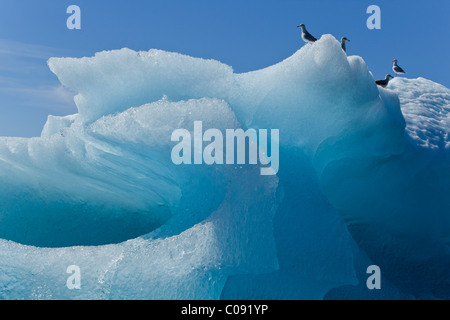 Nahaufnahme von einem Eisberg in Stephens Passage mit Möwen thront an der Spitze, Inside Passage, südöstlichen Alaska, Sommer Stockfoto