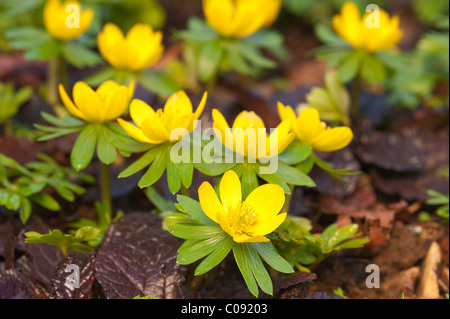 Erste Frühlingsblumen. Winter-Aconitum Wolfs Bane Wolfesbane Eranthis hyemalis Stockfoto