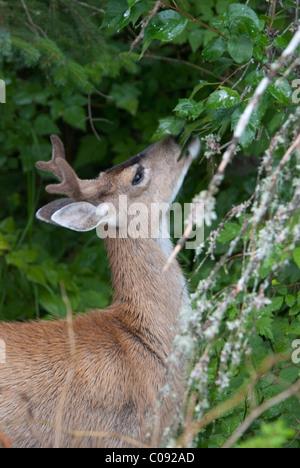 Nahaufnahme einer Sitka schwarz angebundene Rotwild (Odocoileus Hemionus Sitkensis) knabbert an Blätter in der Nähe von Sitka, südöstlichen Alaska Stockfoto