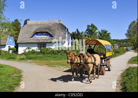 Pferdekutsche, öffentliche Verkehrsmittel auf der autofreien Insel Hiddensee, Landkreis Rügen Stockfoto