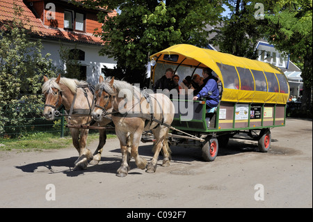 Pferdekutsche, öffentliche Verkehrsmittel auf der autofreien Insel Hiddensee, Landkreis Rügen Stockfoto