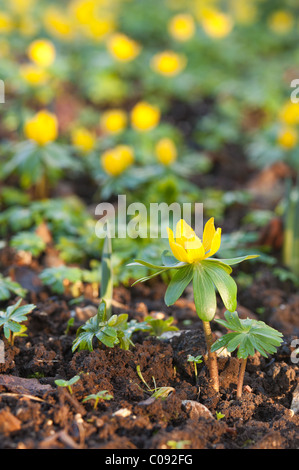 Erste Frühlingsblumen. Winter-Aconitum Wolfs Bane Wolfesbane Eranthis hyemalis Stockfoto