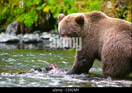 Nahaufnahme von einen Erwachsenen Braunbär Angeln auf Lachs im Russian River, Kenai-Halbinsel, Yunan Alaska, Sommer Stockfoto