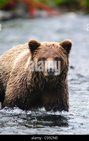 Porträt von einen Erwachsenen Braunbär Angeln auf Lachs im Russian River, Kenai-Halbinsel, Yunan Alaska, Sommer hautnah Stockfoto