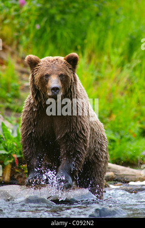 Porträt von einen Erwachsenen Braunbär Angeln auf Lachs im Russian River, Kenai-Halbinsel, Yunan Alaska, Sommer hautnah Stockfoto