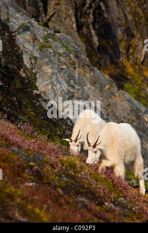 Zwei Bergziegen Weiden in der Nähe von Exit-Gletscher Harding Icefield Trail, Kenai Fjords National Park, Halbinsel Kenai, Alaska Stockfoto