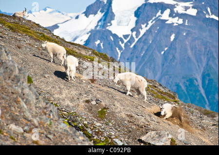 Bergziegen in der Nähe von Exit-Gletscher Harding Icefield Trail sind an einem steilen Hang, Kenai-Fjords-Nationalpark, Alaska Stockfoto