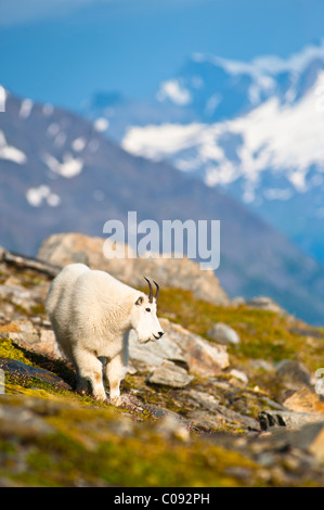 Bergziege in der Nähe von Exit-Gletscher Harding Icefield Trail Weiden auf Pflanzen, Kenai Fjords National Park, Halbinsel Kenai, Alaska Stockfoto