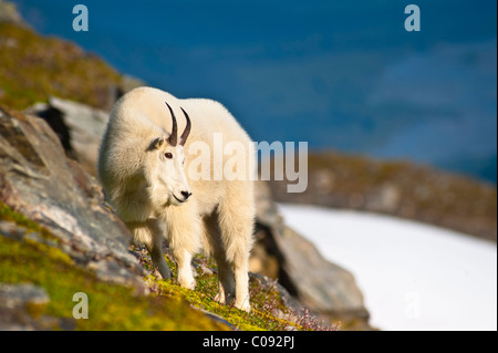 Bergziege in der Nähe von Exit-Gletscher Harding Icefield Trail Weiden auf Pflanzen, Kenai Fjords National Park, Halbinsel Kenai, Alaska Stockfoto