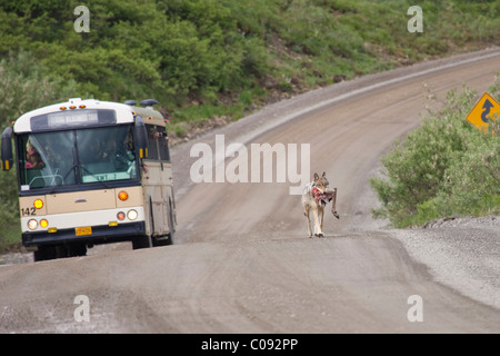 Wolf aus dem Grant Creek Pack trägt ein Karibu Hinterbein auf der Parkstraße in der Nähe von Little Stony Creek im Denali National Park Stockfoto