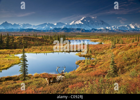 Bull Caribou und Tundra Teich mit Mt. McKinley im Hintergrund, Denali-Nationalpark, Alaska COMPOSITE Stockfoto