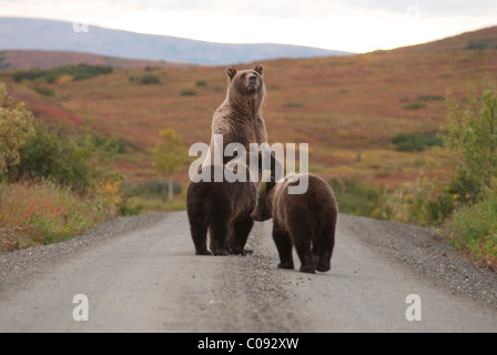 Eine Warnung Grizzly Sau steht auf ihren Hinterpfoten mit jungen unterwegs Park in der Nähe von Wonder Lake im Denali-Nationalpark, Alaska Stockfoto