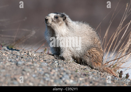 Nahaufnahme von einer Hoary Marmot in Denali Nationalpark und Reservat, Alaska Interior, Frühling Stockfoto