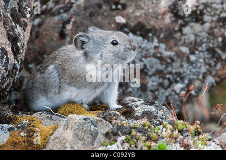 Collared Pika sitzt in Rockpile in der Nähe von Eielson Visitor Center in Denali Nationalpark und Reservat, innen Alaska, Frühling Stockfoto