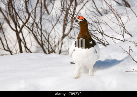 Männliche Willow Ptarmigan Gefieder Zucht steht auf Schnee in der Nähe von Savage River, Denali Nationalpark und Reservat, Alaska Interior Stockfoto