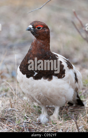 Männliche Willow Ptarmigan Zucht Gefieder steht im Busch in der Nähe von Savage River, Denali Park Nationalpark und Reservat, Alaska Stockfoto